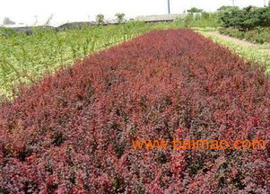 沭陽縣華泰苗木場(chǎng) 一站式苗木花卉批發(fā)與種植經(jīng)營服務(wù)